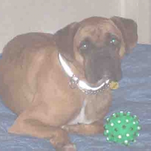 sable