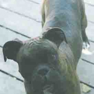 Roxy