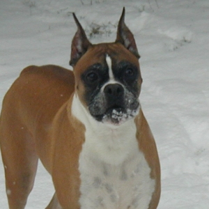 jake eating snow