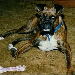 My sweet Harley