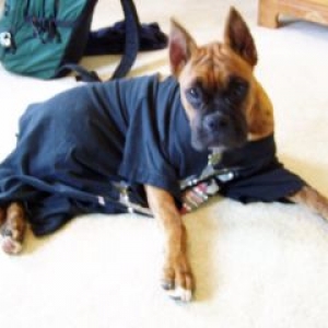 Jakin sporting the t-shirt