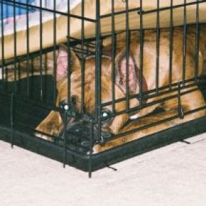Cell dog