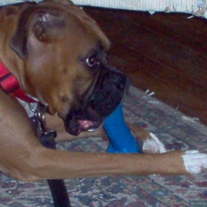 Adrian chewing her bone