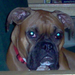 Head Shot