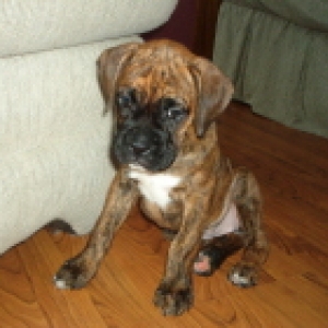 Baby Jade 8 weeks