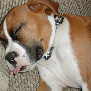 Cisco_sleeping_with_tongue_out