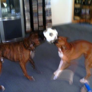 soccerdawgs