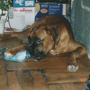 Attacked the bottle