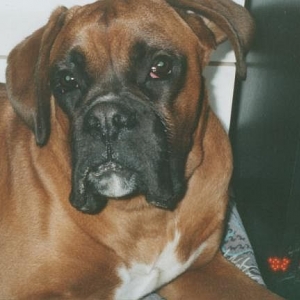 Axel 8 months old