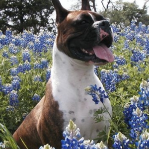 Chynna in Texas Bluebonnets
