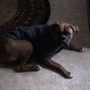 Maximus in his sweater