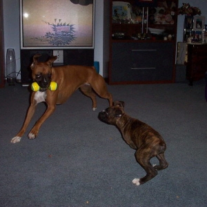 brandy & tigger