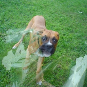 Buford finally gets it! (The tree)