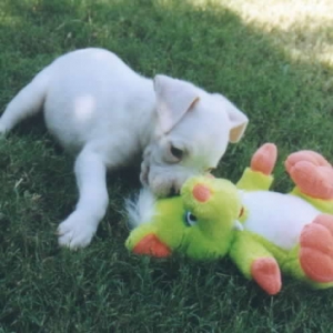 Leilani and her toy