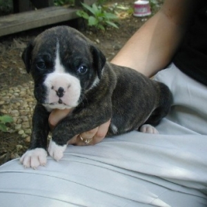 3 weeks old