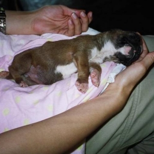 Preemie at 5.5 weeks
