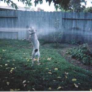 Charlie Paper Playing with the Hose