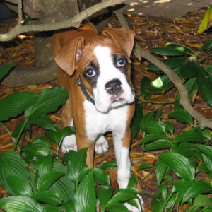 Owen