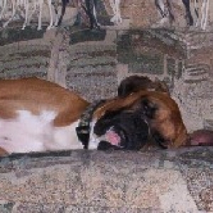 One Bushed Boxer!