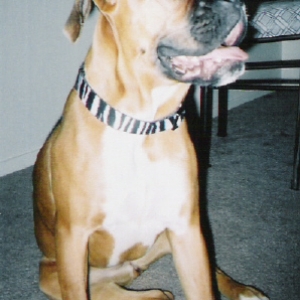 goofy