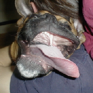 look at those chops!