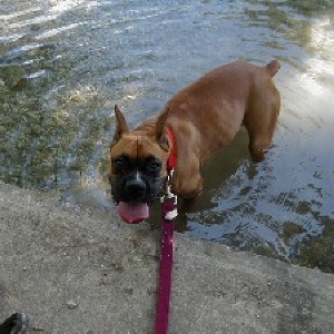 Cooling off in Salado Creek, Salado,TX