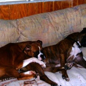 cuddlebugs