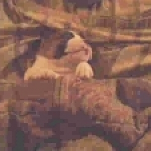 Bodie as a pup