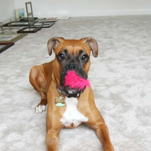 What do you mean the cat toy is missing???
