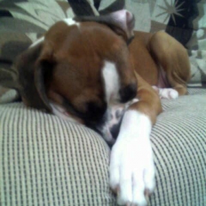 sleeping_madison