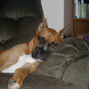 Cinnamon 5 1/2 Months has run of the house