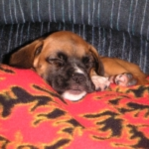 sleepy