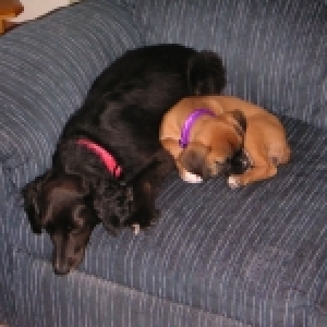 napping with friend