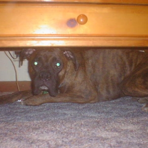 Freemont hiding