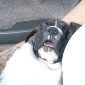 Puppies snore too!