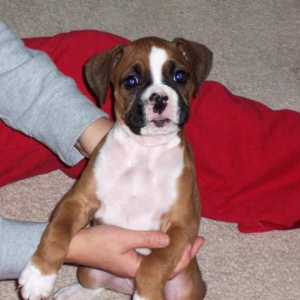 Roxi a 7 wks