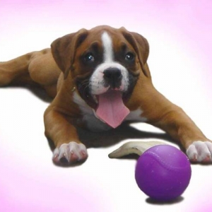 Playful Roxy