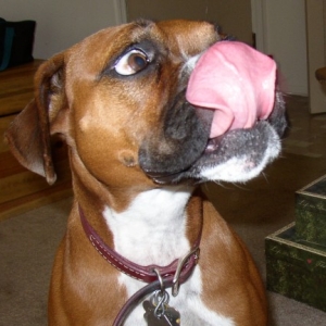 Boxer Tongue