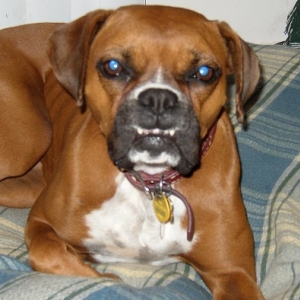 Teeth