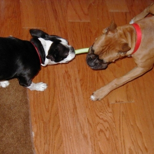 Cinnamon&Sassy tug of war