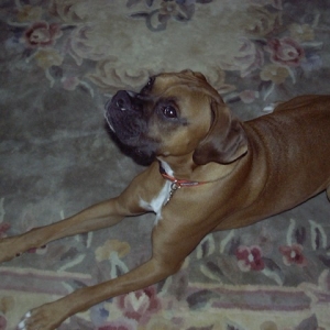My Boy Sugar