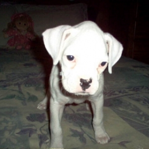 Bitty Baby