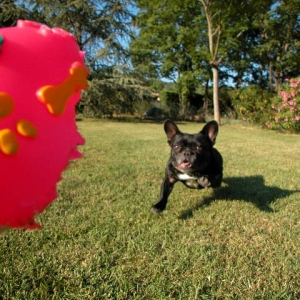 Athlon the French Bulldog