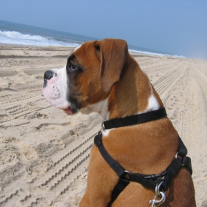 1st trip to the beach