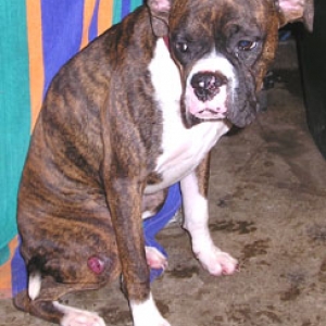 Magoo at the rescue