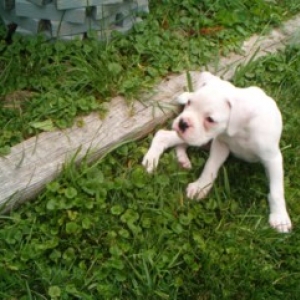 Shylah, 7 weeks