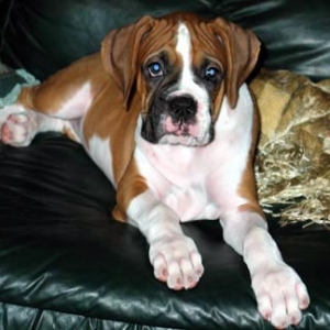 Delilah at the breeder's 9wo