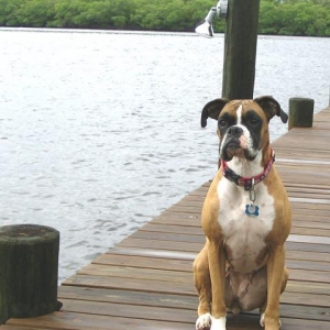 Mazzy on dock!