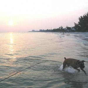 Mazzy in the ocean