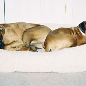 Boxer Sitting